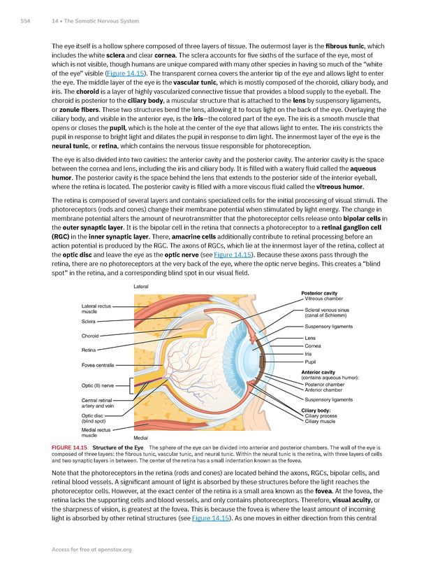 Anatomy and Physiology 2e - New Page