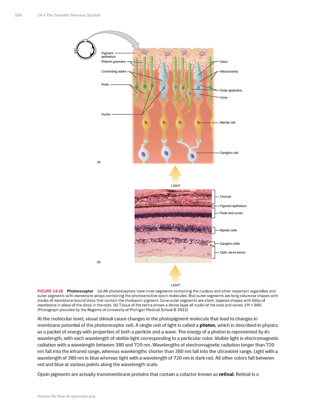 Anatomy and Physiology 2e - New Page