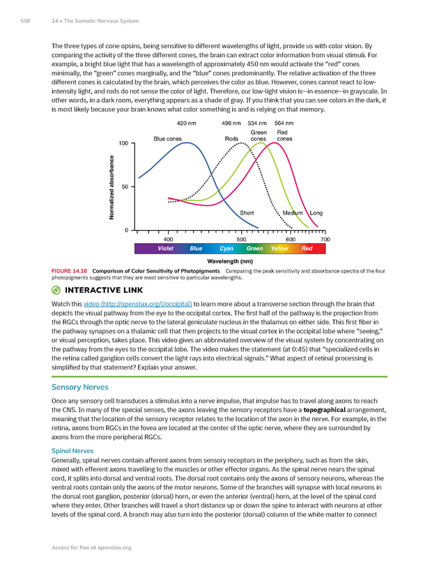 Anatomy and Physiology 2e - New Page