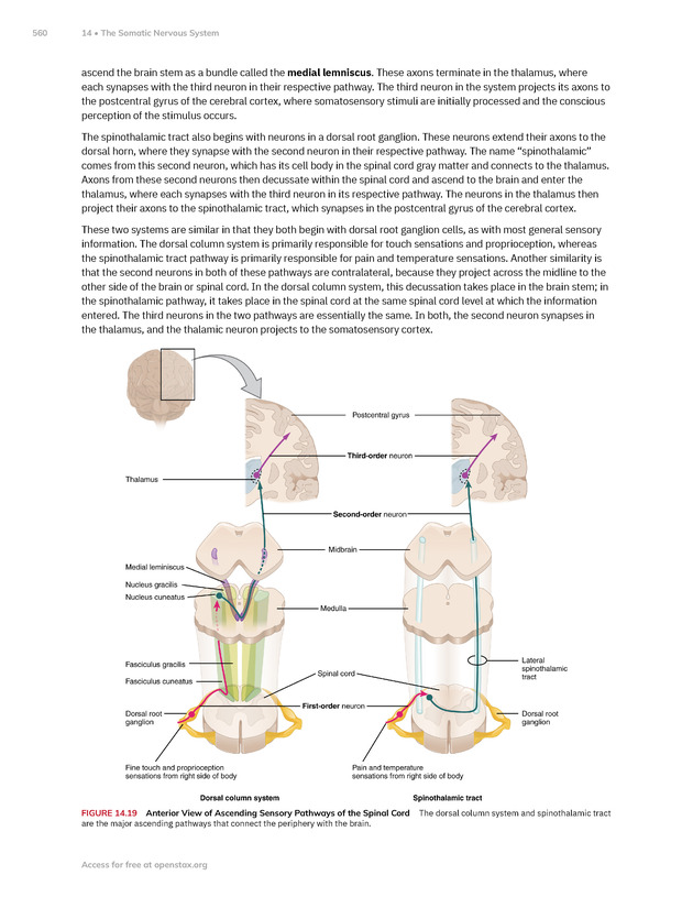 Anatomy and Physiology 2e - New Page