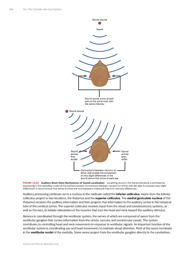 Anatomy and Physiology 2e - New Page