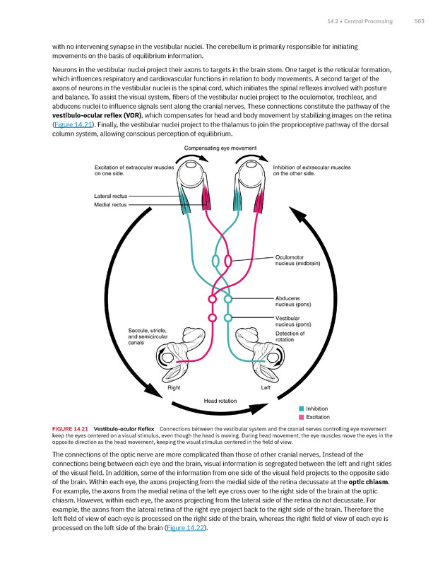 Anatomy and Physiology 2e - New Page