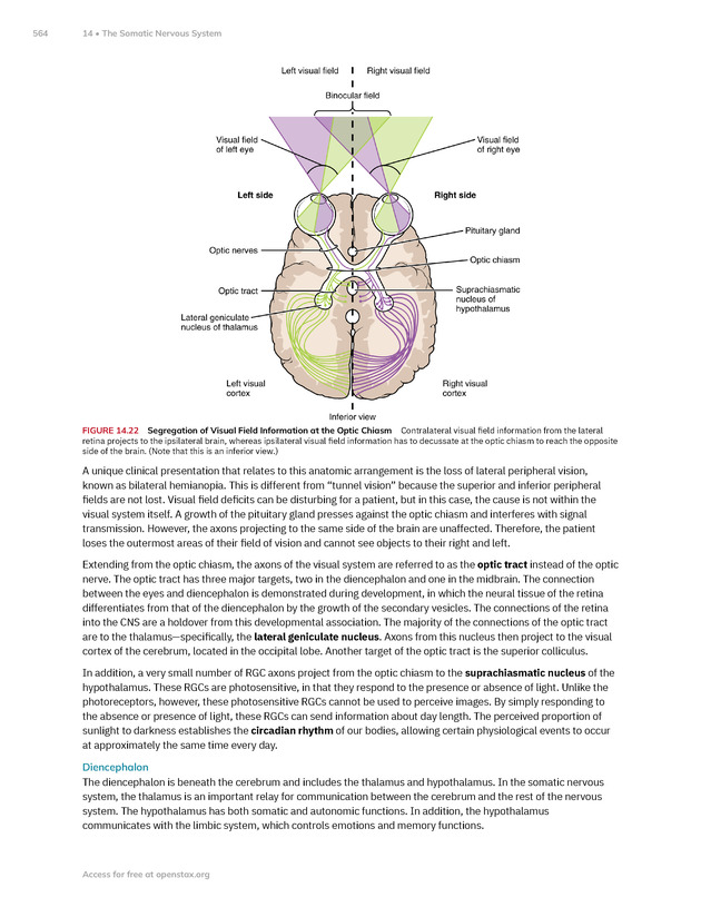 Anatomy and Physiology 2e - New Page