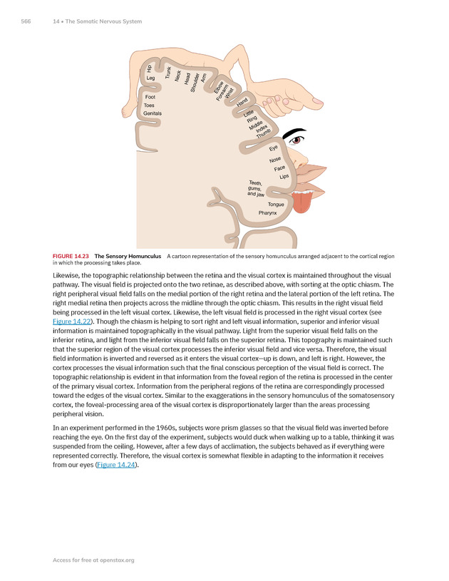 Anatomy and Physiology 2e - New Page