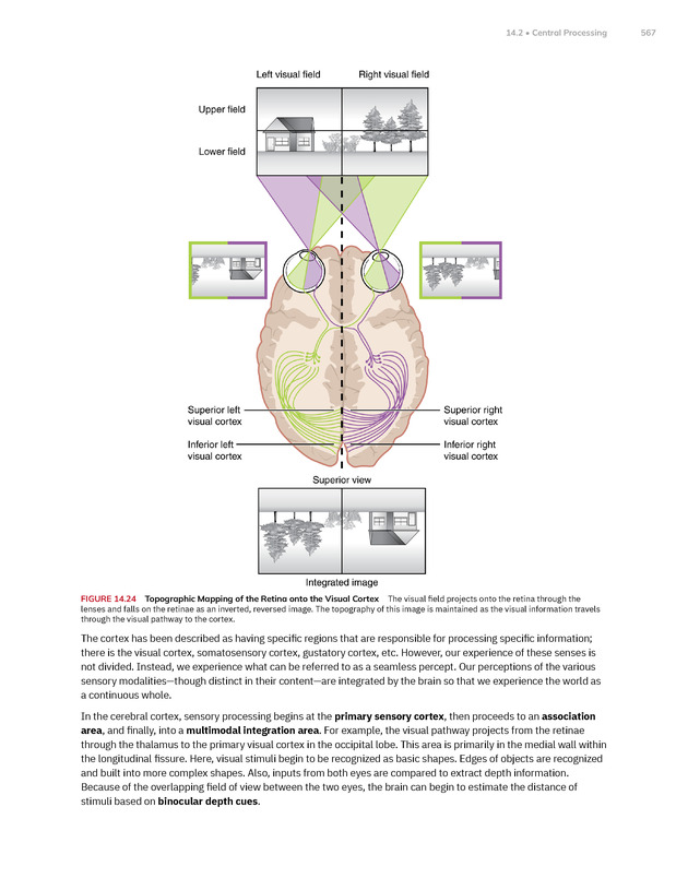 Anatomy and Physiology 2e - New Page