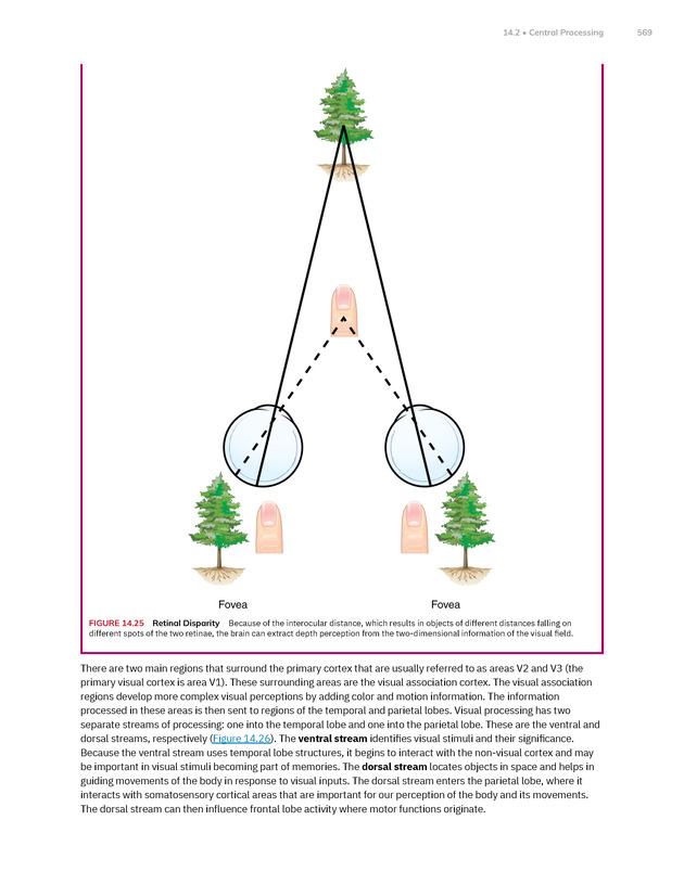 Anatomy and Physiology 2e - New Page