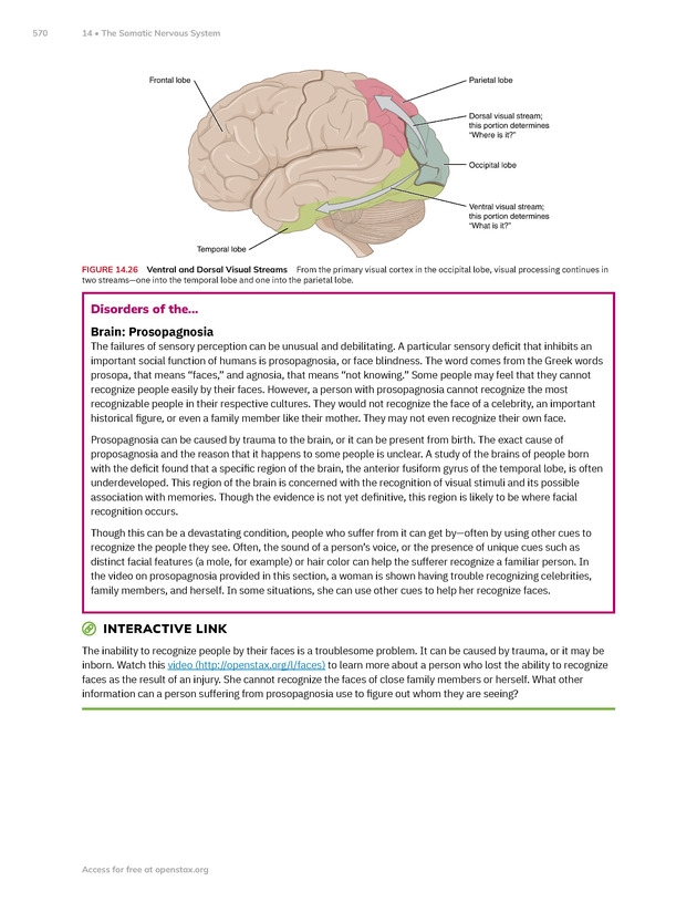 Anatomy and Physiology 2e - New Page