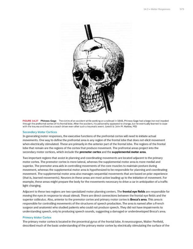 Anatomy and Physiology 2e - New Page