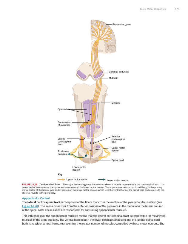 Anatomy and Physiology 2e - New Page