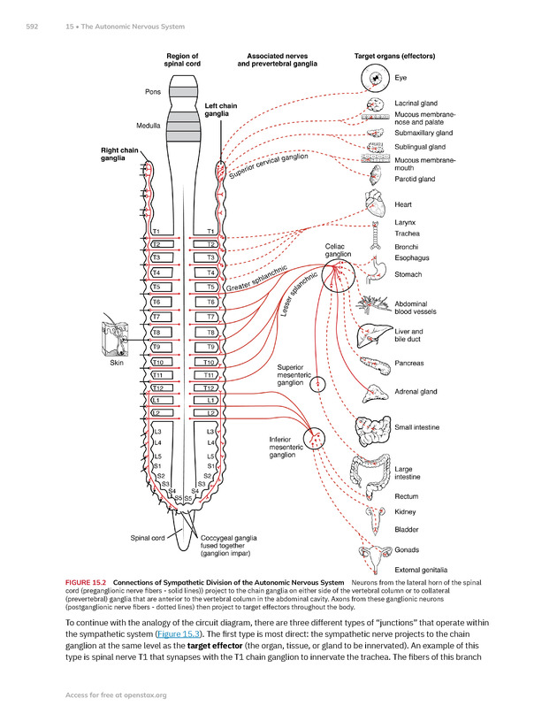 Anatomy and Physiology 2e - New Page
