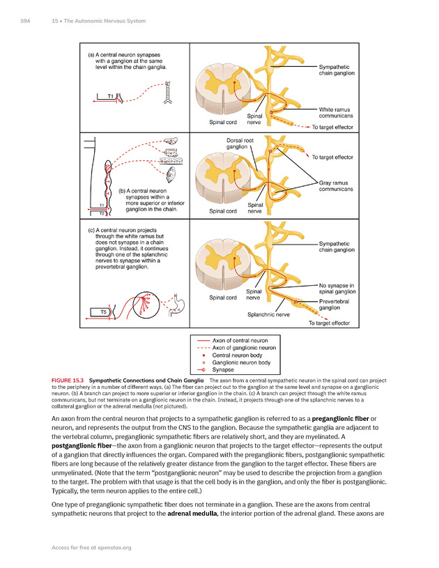 Anatomy and Physiology 2e - New Page