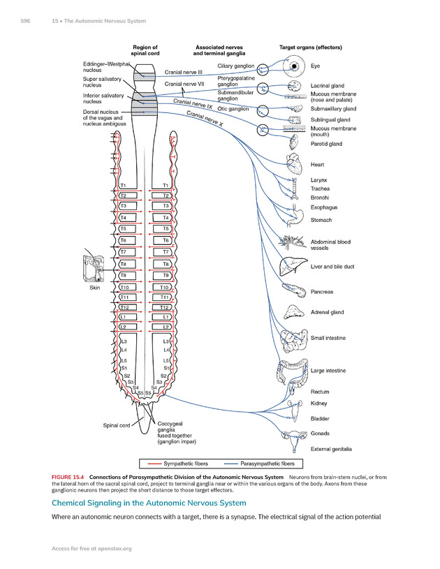 Anatomy and Physiology 2e - New Page