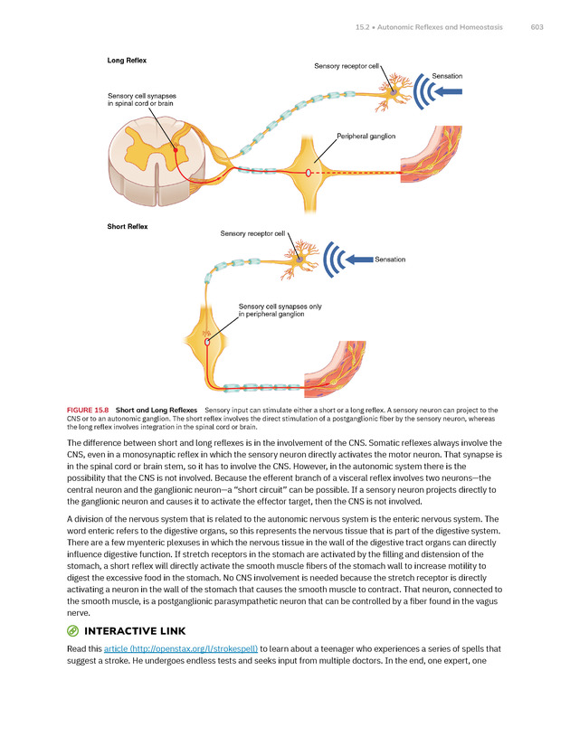 Anatomy and Physiology 2e - New Page