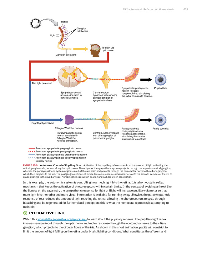 Anatomy and Physiology 2e - New Page