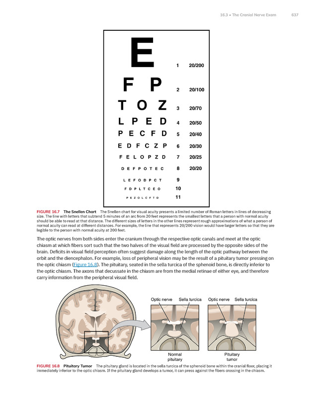 Anatomy and Physiology 2e - New Page