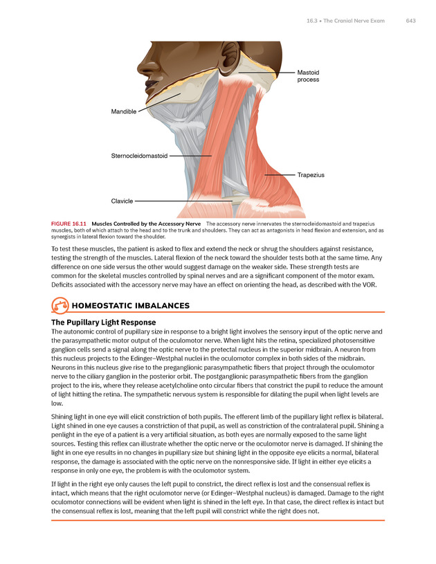 Anatomy and Physiology 2e - New Page