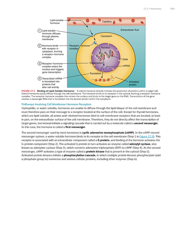 Anatomy and Physiology 2e - New Page