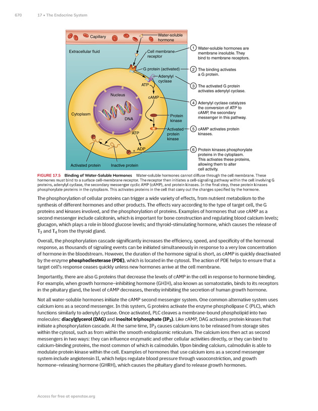 Anatomy and Physiology 2e - New Page