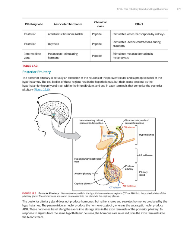 Anatomy and Physiology 2e - New Page