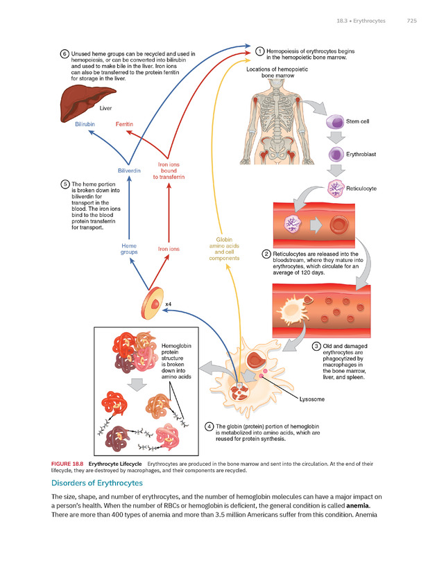 Anatomy and Physiology 2e - New Page