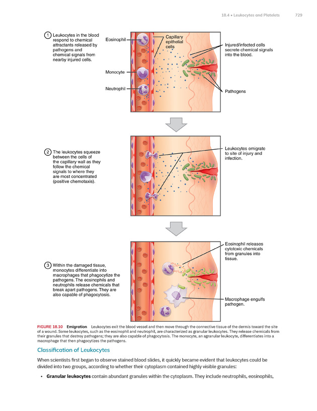 Anatomy and Physiology 2e - New Page