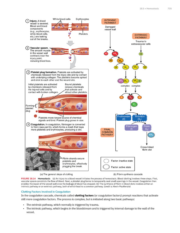 Anatomy and Physiology 2e - New Page