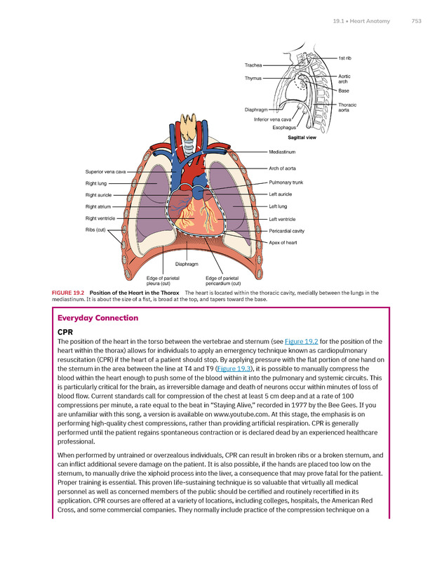 Anatomy and Physiology 2e - New Page