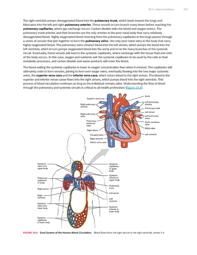 Anatomy and Physiology 2e - New Page