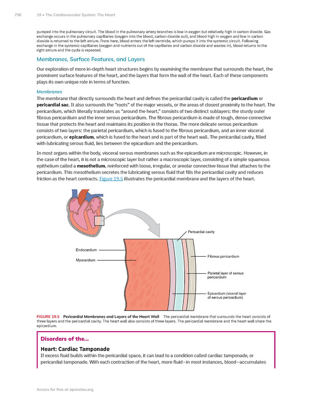Anatomy and Physiology 2e - New Page