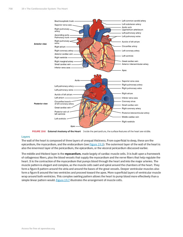 Anatomy and Physiology 2e - New Page