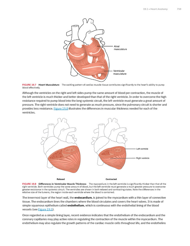 Anatomy and Physiology 2e - New Page