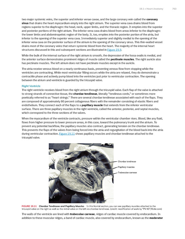 Anatomy and Physiology 2e - New Page