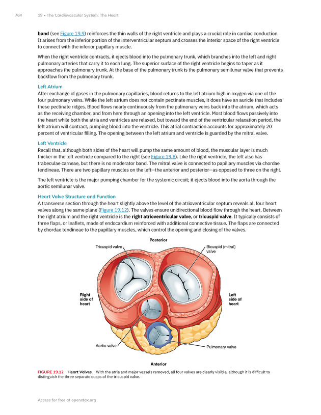 Anatomy and Physiology 2e - New Page