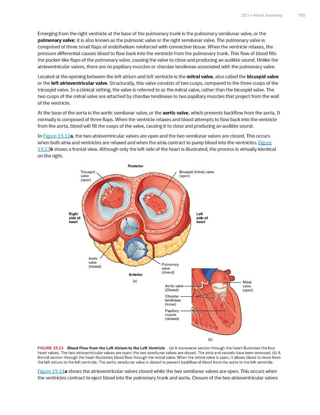 Anatomy and Physiology 2e - New Page