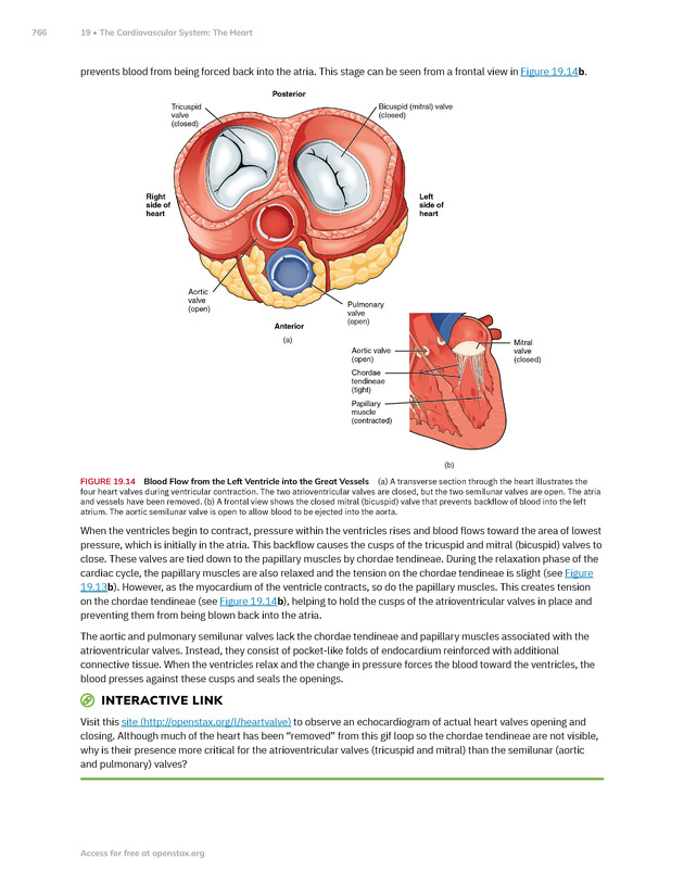 Anatomy and Physiology 2e - New Page
