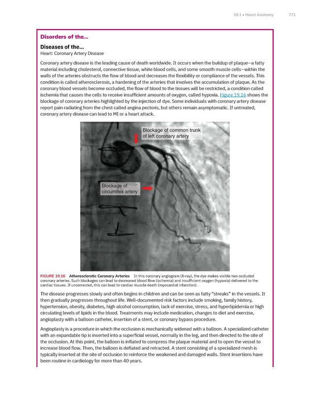 Anatomy and Physiology 2e - New Page