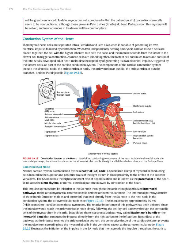 Anatomy and Physiology 2e - New Page