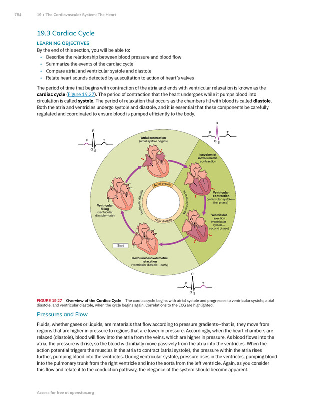 Anatomy and Physiology 2e - New Page