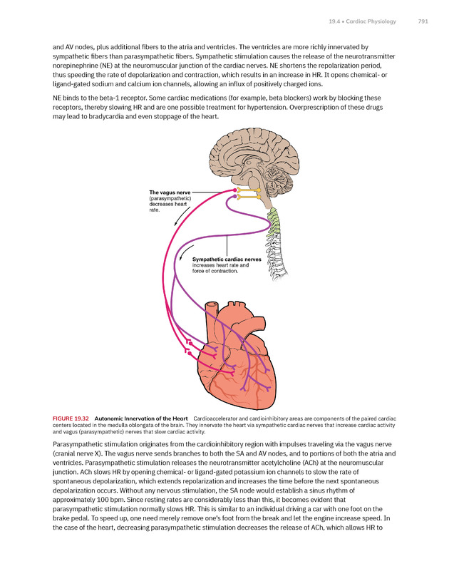 Anatomy and Physiology 2e - New Page