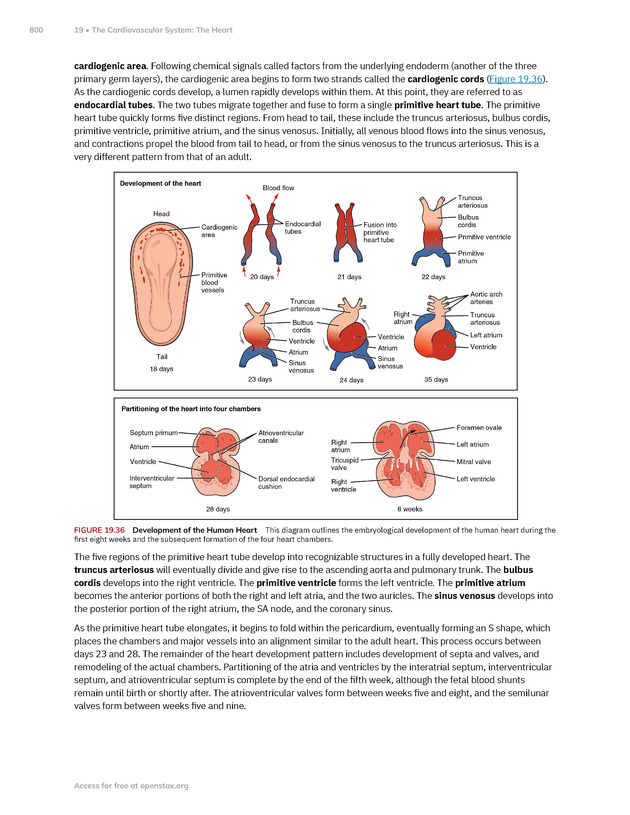 Anatomy and Physiology 2e - New Page
