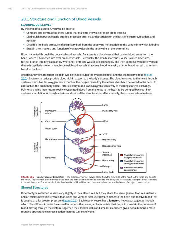 Anatomy and Physiology 2e - New Page