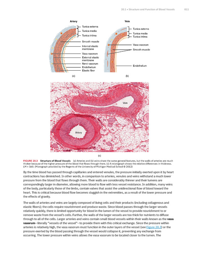 Anatomy and Physiology 2e - New Page