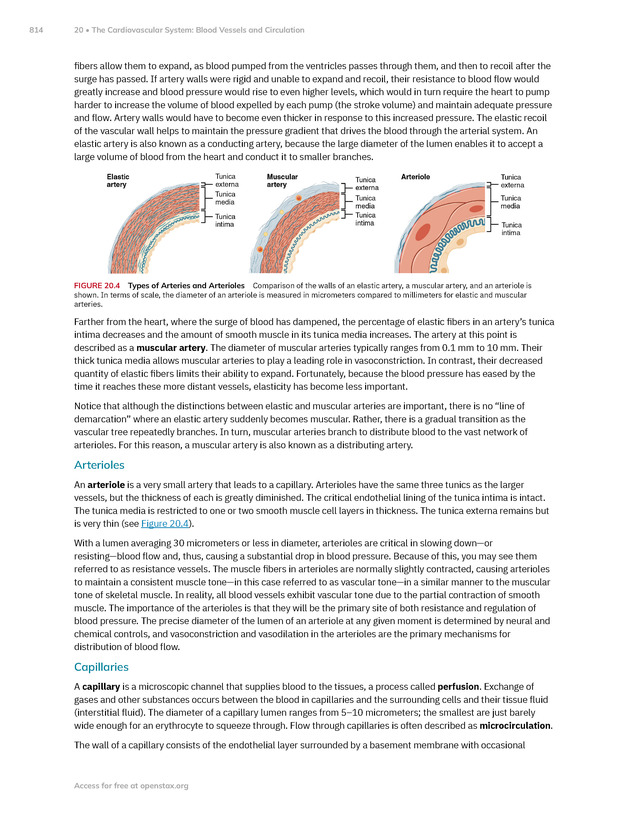 Anatomy and Physiology 2e - New Page