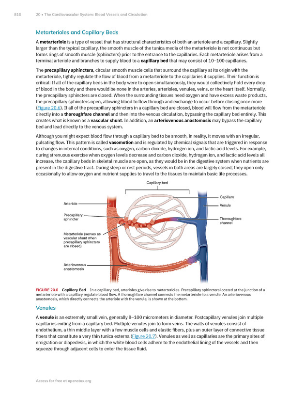 Anatomy and Physiology 2e - New Page