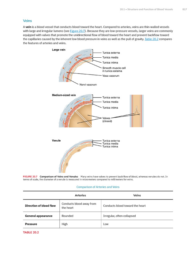Anatomy and Physiology 2e - New Page