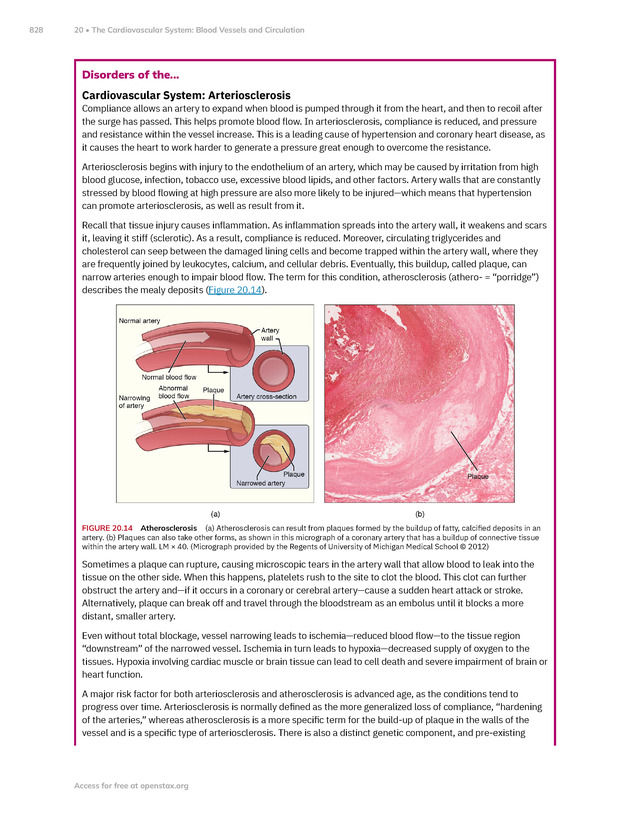 Anatomy and Physiology 2e - New Page