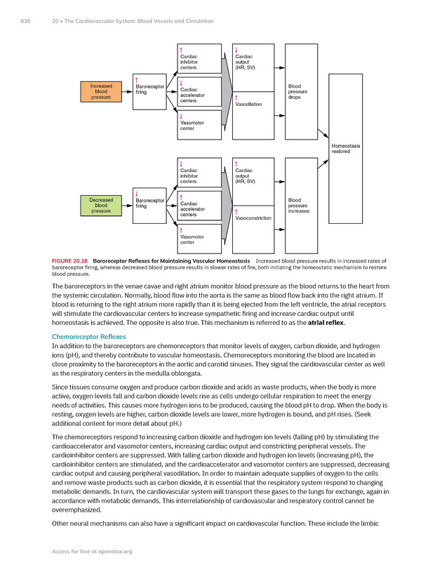 Anatomy and Physiology 2e - New Page