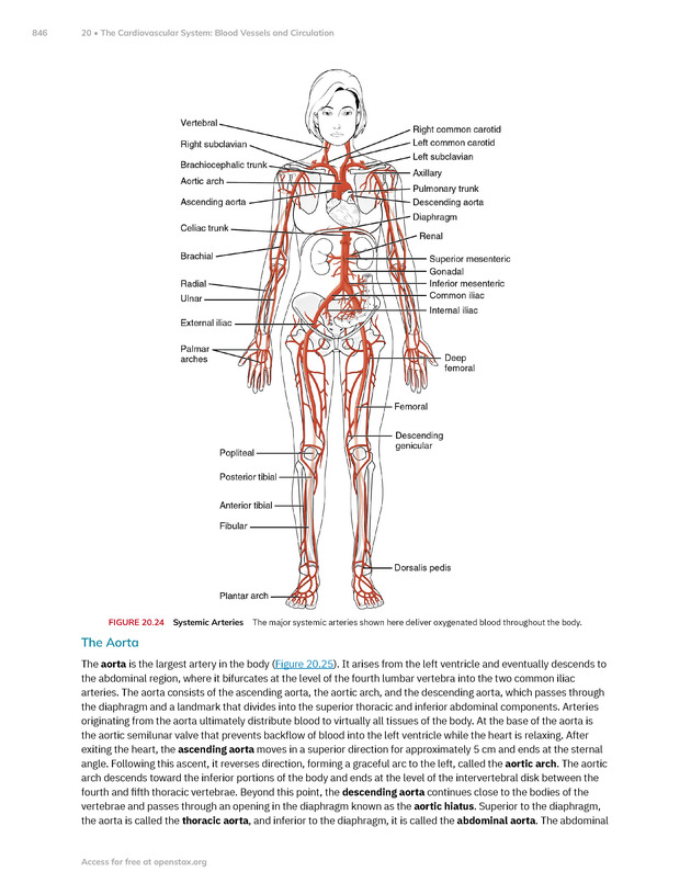 Anatomy and Physiology 2e - New Page