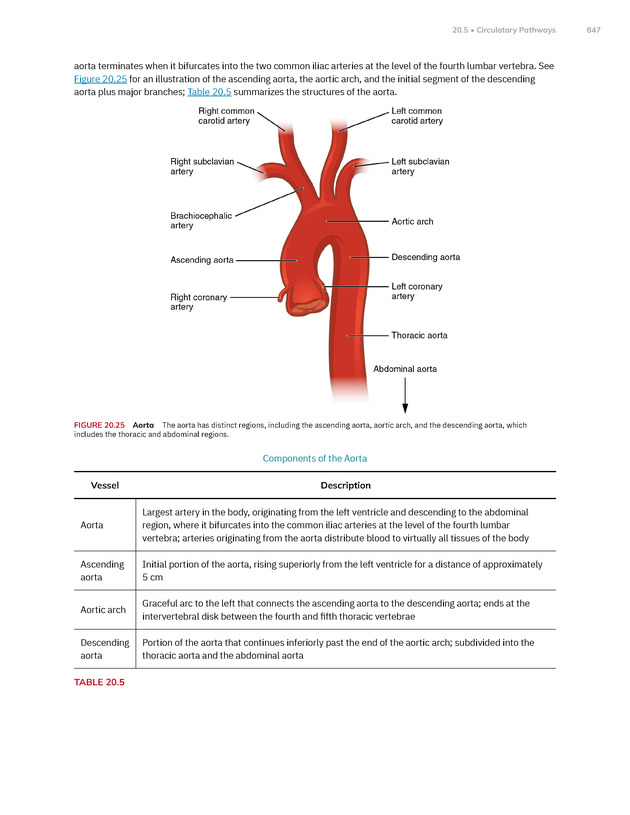 Anatomy and Physiology 2e - New Page