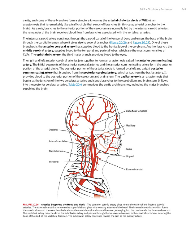 Anatomy and Physiology 2e - New Page